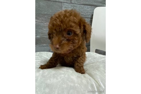 成約済の岡山県のトイプードル-281691の6枚目