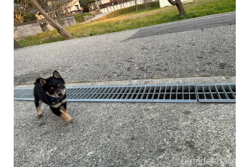 成約済の富山県の豆柴-276336の2枚目