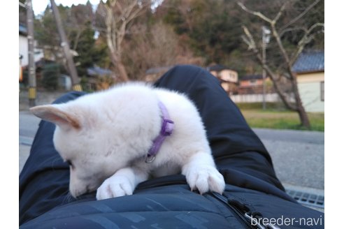 成約済の富山県の豆柴-271849の4枚目