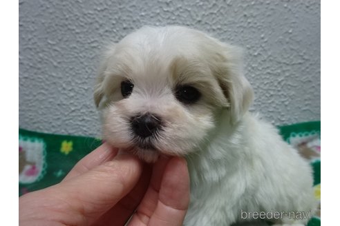 成約済の大阪府のマルチーズ-281732の1枚目
