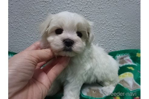 成約済の大阪府のマルチーズ-281732の4枚目
