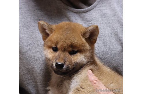 成約済の静岡県の柴犬-278344の1枚目