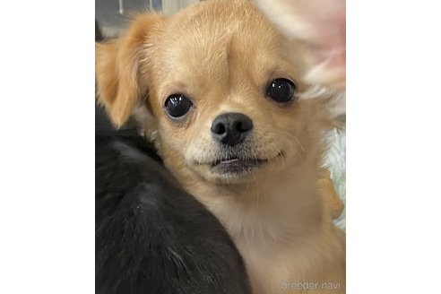 成約済の東京都のチワックス:チワワ×ミニチュアダックスフンド-263110の24枚目