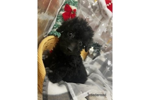 成約済の北海道のミックス犬-281827の28枚目