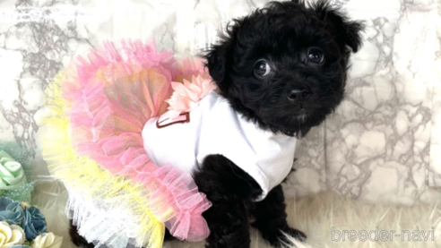 成約済の福岡県のチワプー:チワワ×トイプードル-281854の6枚目