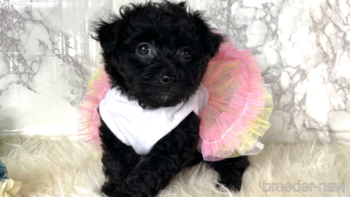 成約済の福岡県のチワプー:チワワ×トイプードル-281854の4枚目