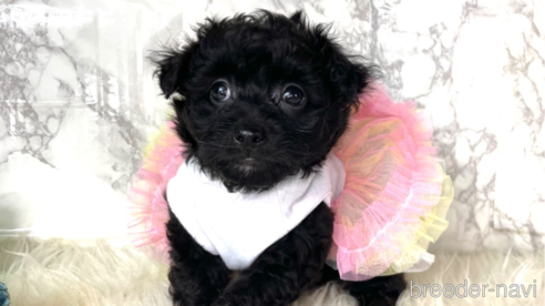 成約済の福岡県のチワプー:チワワ×トイプードル-281854の3枚目