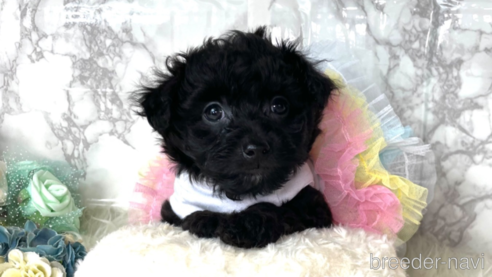 成約済の福岡県のチワプー:チワワ×トイプードル-281854の2枚目