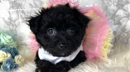 成約済の福岡県のチワプー:チワワ×トイプードル-281854の1枚目