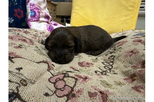 成約済の熊本県のミニチュアダックスフンド(ロングヘアード)-281862の5枚目