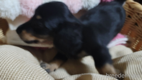 成約済の千葉県のミニチュアダックスフンド(ロングヘアード)-281886の1枚目