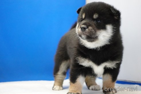 成約済の愛知県の柴犬-281932の10枚目