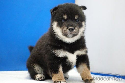 成約済の愛知県の柴犬-281932の14枚目