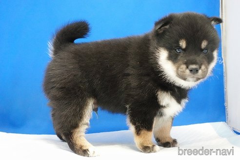 成約済の愛知県の柴犬-281932の15枚目