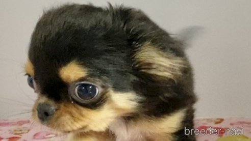 成約済の東京都のチワワ(ロングコート)-259276の11枚目