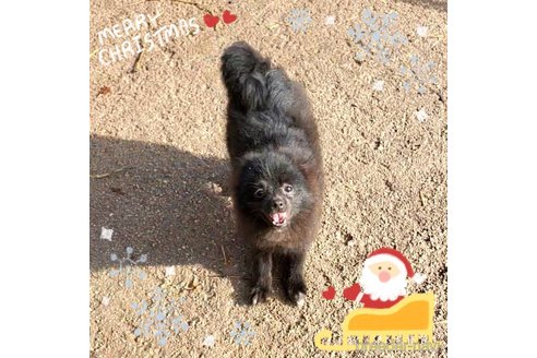 成約済の茨城県のポメラニアン-257210の4枚目