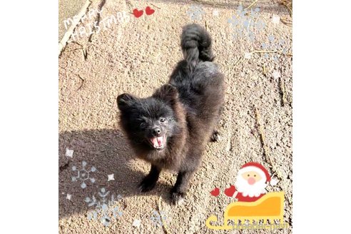 成約済の茨城県のポメラニアン-257210の3枚目
