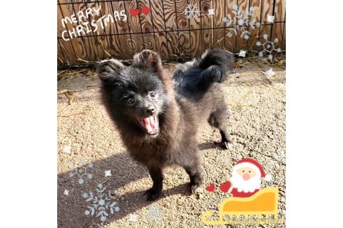 成約済の茨城県のポメラニアン-257210の2枚目