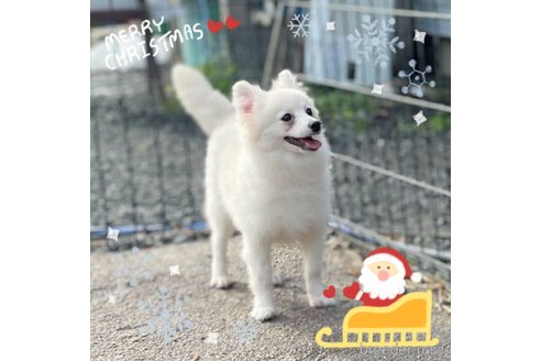 成約済の茨城県のポメラニアン-257211の8枚目