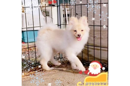 成約済の茨城県のポメラニアン-260067の16枚目