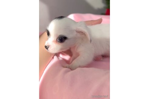 成約済の福岡県のチワックス:チワワ×ミニチュアダックスフンド-278509の2枚目