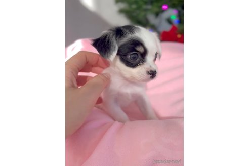 成約済の福岡県のチワックス:チワワ×ミニチュアダックスフンド-278509の5枚目