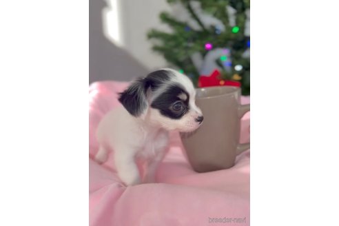 成約済の福岡県のチワックス:チワワ×ミニチュアダックスフンド-278509の4枚目