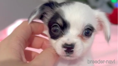 成約済の福岡県のチワックス:チワワ×ミニチュアダックスフンド-278509の1枚目