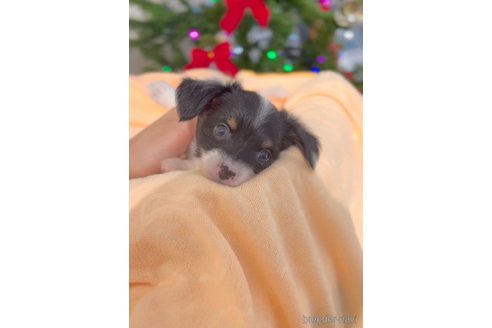 成約済の福岡県のチワックス:チワワ×ミニチュアダックスフンド-278505の8枚目