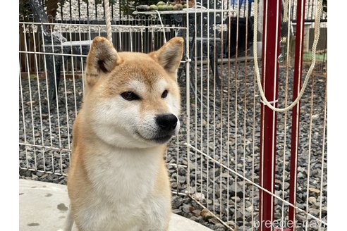 成約済の岡山県の柴犬-249587の1枚目