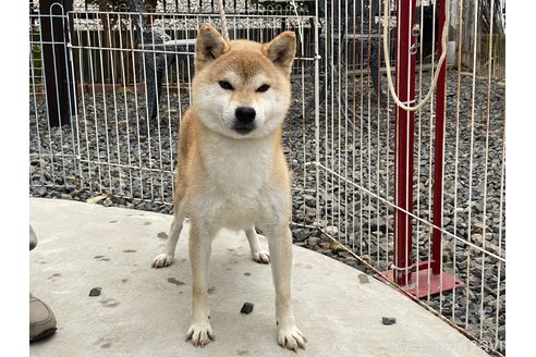 成約済の岡山県の柴犬-249587の4枚目