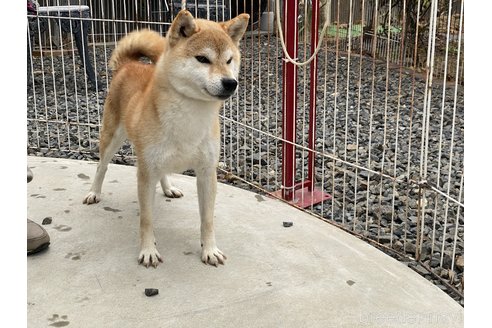 成約済の岡山県の柴犬-249587の3枚目