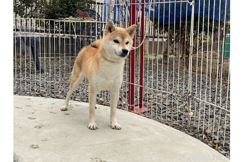 成約済の岡山県の柴犬-249587の2枚目