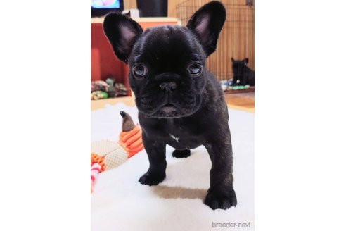 成約済の愛媛県のフレンチブルドッグ-279755の12枚目