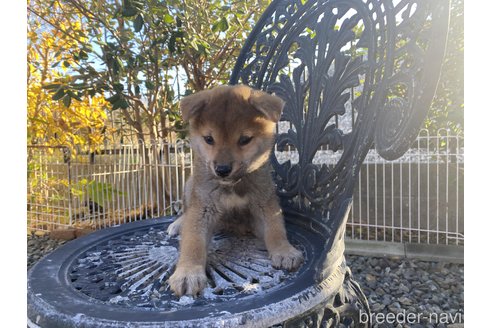 成約済の岡山県の柴犬-279498の1枚目