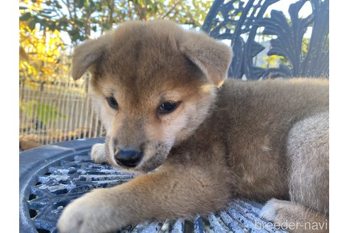 成約済の岡山県の柴犬-279498の4枚目