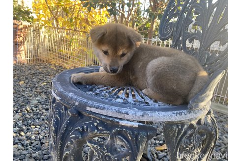 成約済の岡山県の柴犬-279498の2枚目