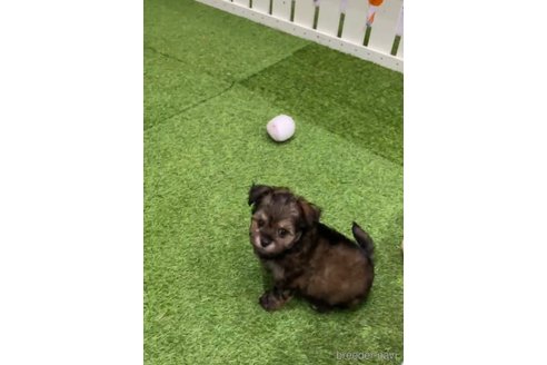 成約済の福岡県のチワプー:チワワ×トイプードル-281983の6枚目