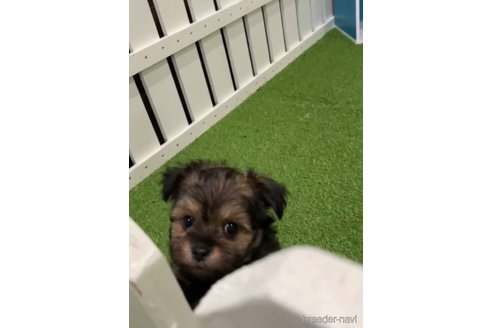 成約済の福岡県のチワプー:チワワ×トイプードル-281983の2枚目