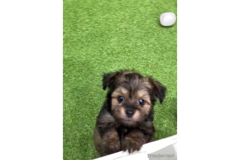 成約済の福岡県のチワプー:チワワ×トイプードル-281983の3枚目