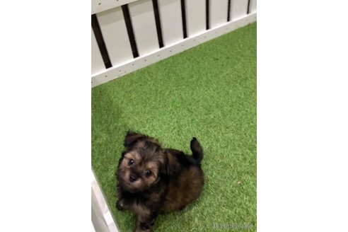 成約済の福岡県のチワプー:チワワ×トイプードル-281983の4枚目