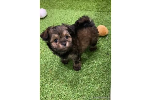 成約済の福岡県のチワプー:チワワ×トイプードル-281983の5枚目