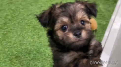 成約済の福岡県のチワプー:チワワ×トイプードル-281983の1枚目