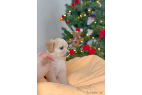 成約済の福岡県のチワプー:チワワ×トイプードル-281993の7枚目