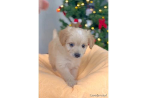 成約済の福岡県のチワプー:チワワ×トイプードル-281993の10枚目