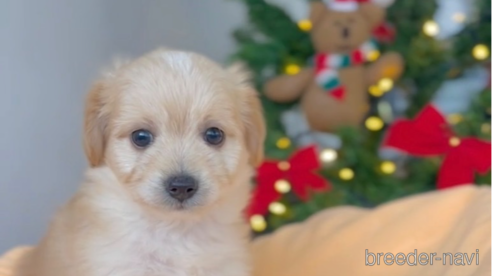 成約済の福岡県のチワプー:チワワ×トイプードル-281993の6枚目