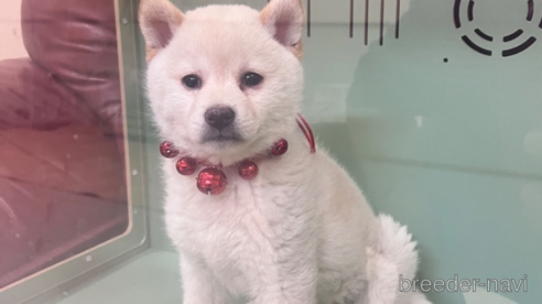 成約済の岐阜県の柴犬-281995の1枚目