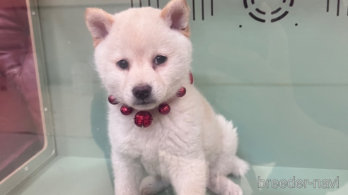 成約済の岐阜県の柴犬-281995の3枚目