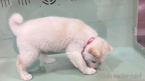 成約済の岐阜県の柴犬-281995の2枚目