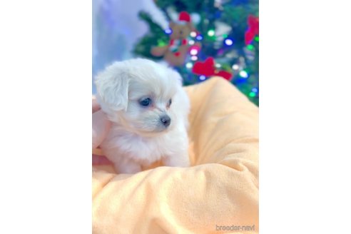 成約済の福岡県のミックス犬-278520の8枚目